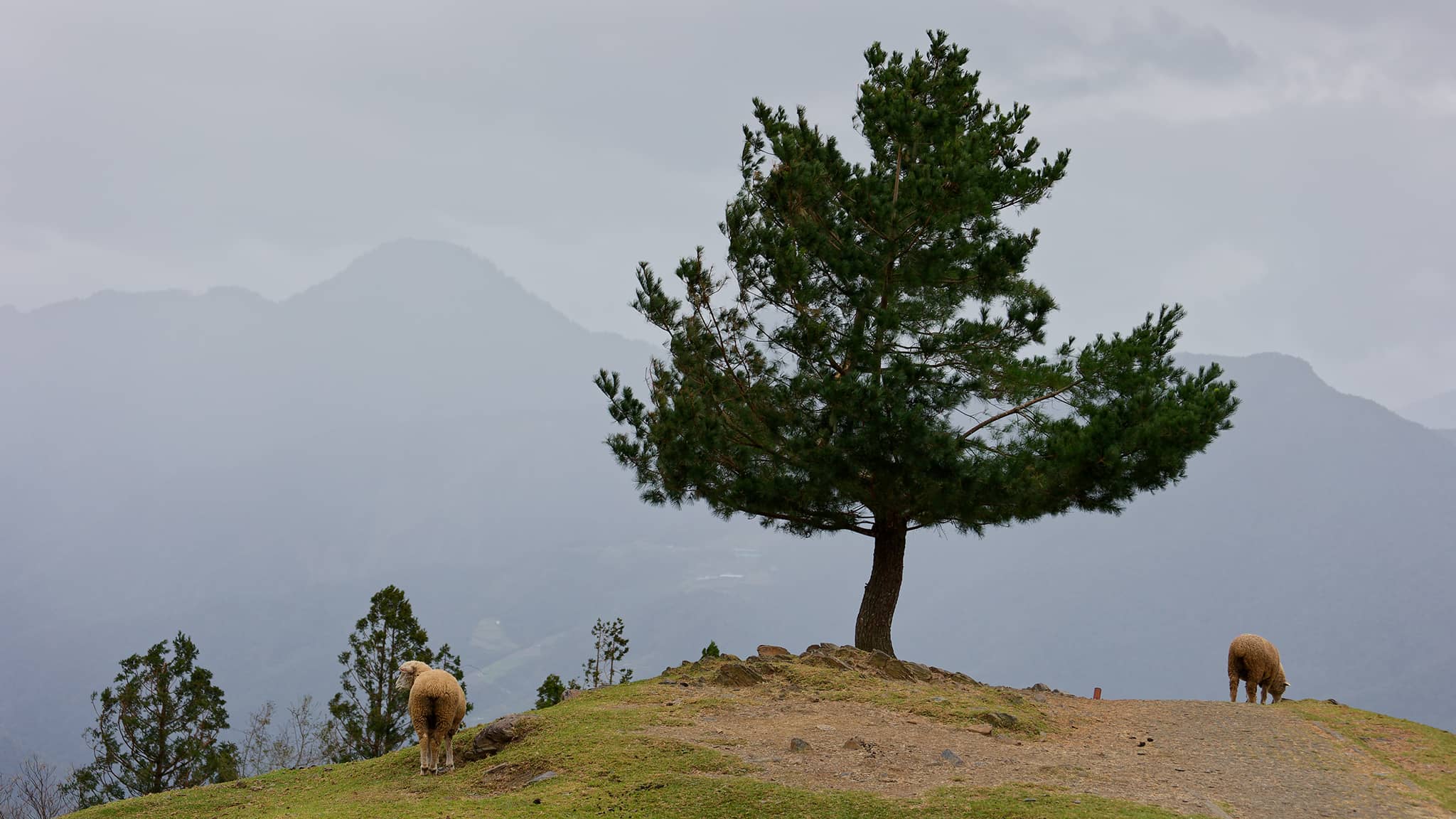 03 - Hehuanshan (52).jpg